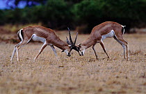 Male Grant's gazelles sparring {Gazella granti} Amboseli NP, Kenya, East Africa