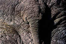 Close up of African elephant skin around tail {Loxodonta africana} Amboseli NP, Kenya, East Africa