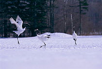Japanese cranes courtship display {Grus japonensis} Akan, Japan
