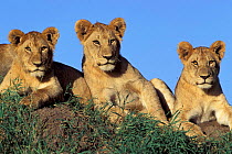 Young African lions resting {Panthera leo} Serengeti NP, Tanzania, East Africa