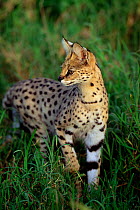 RF- Adult male Serval  (Felis serval) stalking prey in long grass. Serengeti National Park, Tanzania. (This image may be licensed either as rights managed or royalty free.)