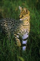 Serval {Felis serval} adult male stalking prey in long grass, Serengeti NP, Tanzania