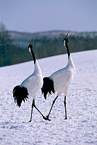Japanese crane pair displaying {Grus japonensis} Akan, Japan