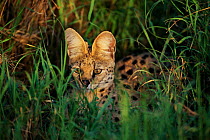 Adult male Serval hiding in long grass {Felis serval} Serengeti NP, Tanzania, Africa