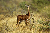 Female Gerenuk {Litocranius walleri} alert, Samburu Game Reserve, Kenya, Africa
