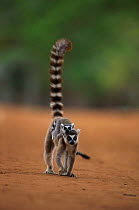 Ring tailed lemur carrying baby {Lemur catta} Berenty Reserve, Southern Madagascar