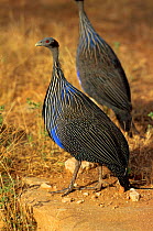 Vulturine guineafowl {Acryllium vulturinum} Samburu Game Reserve, Kenya, East Africa