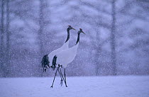 Japanese cranes in snow storm {Grus japonensis} Tsurui Mura, Japan