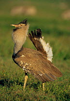 Male Kori bustard displaying {Choriotis kori} Serengeti NP, Tanzania, East Africa
