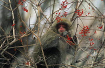 Japanese macaque {Macaca fuscata} feeding on berries in winter, Kamikochi, Japan