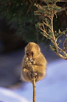 Young Japanese macaque sitting on tree stump (Macaca fuscata) Jigokudani, Japan