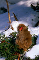 Japanese macaque {Macaca fuscata} on conifer bush in snow, Jigokudani, Japan
