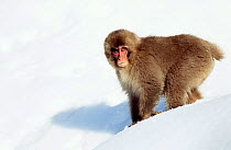 Japanese macaque in snow {Macaca fuscata} Jigokudani, Japan