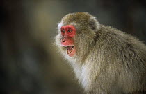 Japanese macaque {Macaca fuscata} vocalising, Jigokudani, Japan