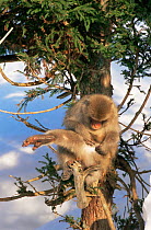 Japanese macaque grooming in tree {Macaca fuscata} Jigokudani, Japan