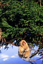 Japanese macaque {Macaca fuscata} sitting in conifer tree  Jigokudani, Japan