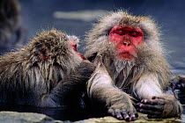 Japanese macaques warming up and grooming in hot pools {Macaca fuscata} Jigokudani, Japan