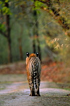 RF- Rear view of male Bengal tiger (Panthera tigris tigris) walking on track. Bandhavgarh National Park, India. Endangered species. (This image may be licensed either as rights managed or royalty free...