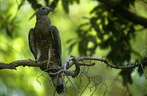 Oriental honey buzzard {Pernis ptilorhynchus} perched in forest canopy, Ranthambhore NP, Rajasthan, India