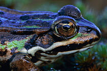 European edible frog {Rana esculenta} close up of eye, Belgium