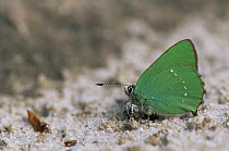 Green hairstreak butterfly {Callophrys rubi} on sand. Kalmthoutse Heide, Belgium