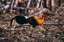 Male Red junglefowl foraging on ground {Gallus gallus} Bandhavgarh NP, India