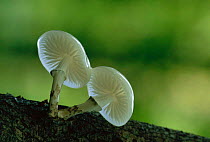 Porcelain fungus {Oudemansiella mucida} Meerdaalwoud, Belgium