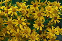 Ragwort flowers {Jacobaea vulgaris} Belgium