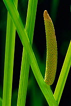 Sweet-flag {Acorus calamus} introduced from Turkey now naturalised in Europe by rivers