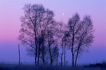 Moon over Silver birch trees at dawn, Kalmthoutse Heide Nature reserve, Belgium, Europe
