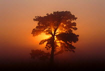 Sun rising behind Scots pine tree {Pinus sylvestris} Kalmthoutse Heide, Belgium