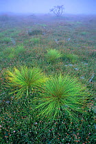 Purple moor grass {Molinia caerulea} and Cross leaved heath {Erica tetralix} Kalmthoutse Heide, Belgium
