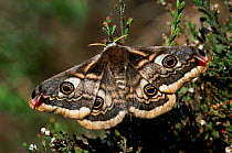 Small emperor moth female {Saturnia pavonia} Kalmthoutse Heide, Belgium
