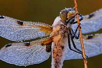 Four spotted libellula dragonfly covered with dew {Libellula quadrimaculata} Kalmthoutse Heide, Belgium