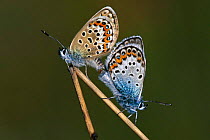 Silver studded blue butterflies mating {Plebejus argus} Kalmthoutse Heide, Belgium