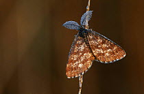 Common heath moth {Ematurga atomaria} Kalmthoutse Heide, Belgium