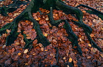 Raised roots and fallen leaves of Beech tree {Fagus sylvatica} Belgium