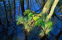 Flooded woodland with grass and moss growing at foot of tree, Peerdsbos, Brasschaat, Belgium