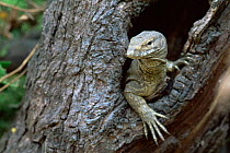 Bengal monitor lizard in tree {Varanus bengalensis} Keoladeo Ghana NP, Bharatpur, India