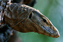 Bengal monitor lizard head portrait {Varanus bengalensis} Keoladeo Ghana NP, India