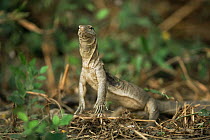 Bengal monitor lizard {Varanus bengalensis} Keoladeo Ghana NP, Bharatpur, India