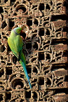Rose ringed parakeet looks for minerals in sandstone of Jain temple {Psittacula krameri} India Rajasthan