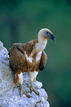 Long billed vulture juvenile {Gyps indicus} Meherangarth Fort, Jodhpur, Rajasthan, India