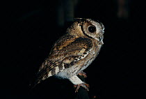 Collared scops owl {Otus bakkamoena} Keoladeo Ghana NP, India