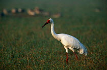 Great white crane {Grus leucogeranus} Keoladeo Ghana NP, India. Overwinters in India