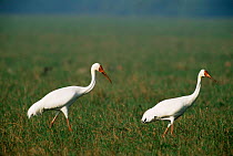 Great white cranes {Grus leucogeranus} Keoladeo Ghana NP, India, overwintering in India