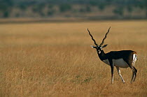 Blackbuck male {Antilope cervicapra} Rajasthan, India