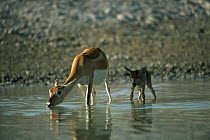 Blackbuck female with young drinking {Antilope cervicapra} Thar desert, Rajasthan, India
