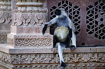 Southern plains grey / Hanuman langur {Semnopithecus dussumieri} pregnant female  on temple Mandore temple, Jodhpur, India