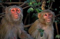 Rhesus macaques {Macaca mulatta} Keoladeo Ghana NP, Indi